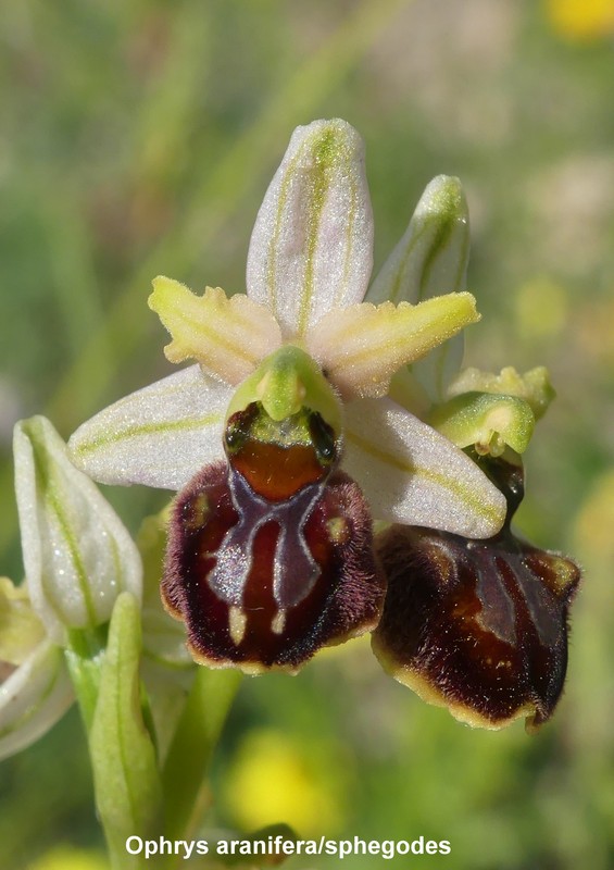 Prime fioriture di orchidee sui Monti della Laga  giugno 2021.